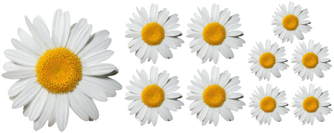 Daisy Stickers (full colour)