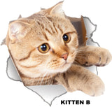 kitten b