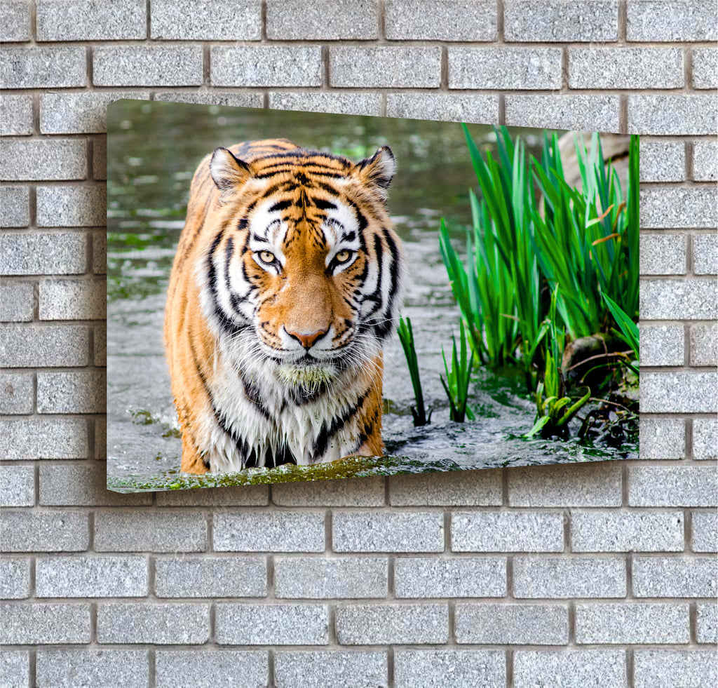 tiger in water canvas